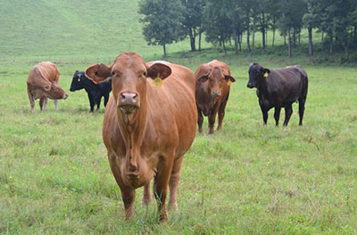 Paraguayan Grass-Fed Cattle